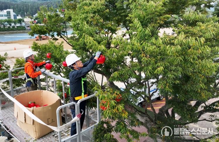 가을 축제의 정수‘제19회 청송사과축제’ 본격 준비 태세 돌입