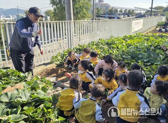 영도구, 고구마 수확 체험 운영